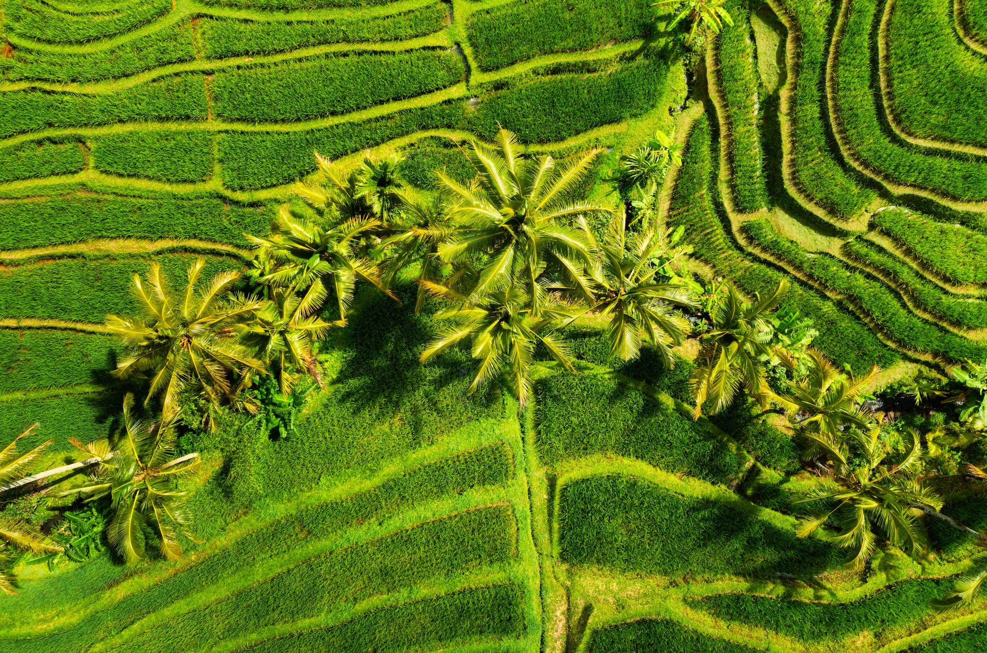 Viagens de Carro pela Ásia. Green color as a background. Aerial view of rice terraces. Agricultural landscape