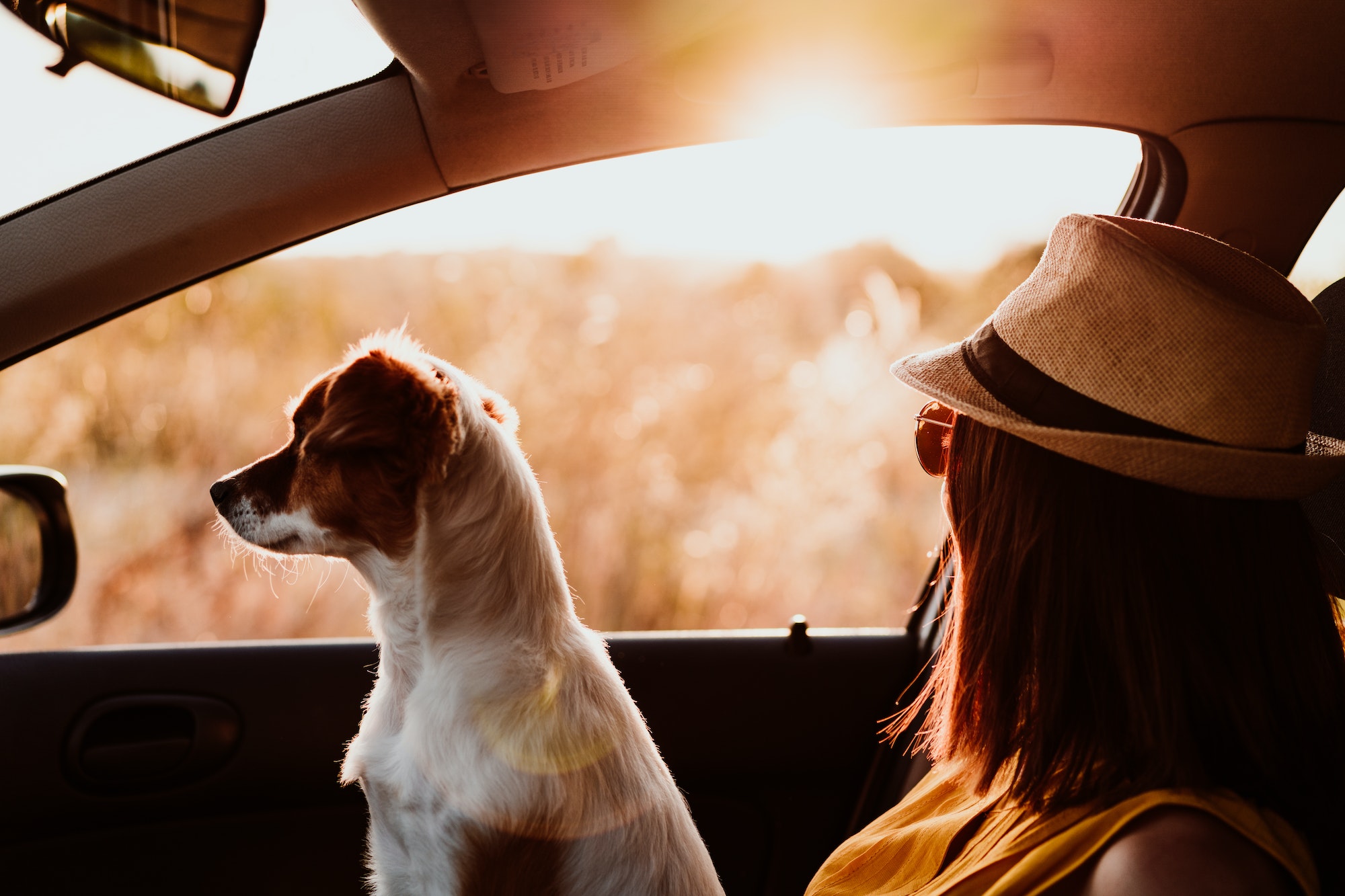 seguro viagem Happy young woman in a car with her dog at sunset. Travel concept